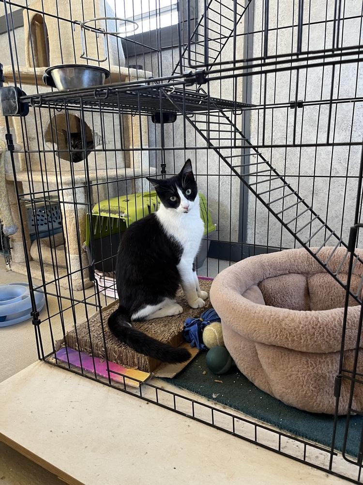 Enlarge Picasso, a Adoptable mixed breed in Crescent City, FL image 4/6