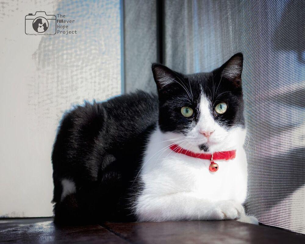 Enlarge Picasso, a Adoptable mixed breed in Crescent City, FL image 5/6