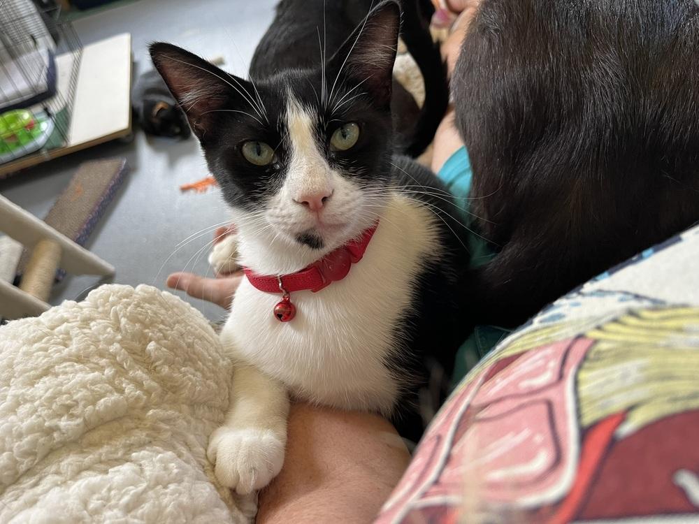 Enlarge Picasso, a Adoptable mixed breed in Crescent City, FL image 6/6