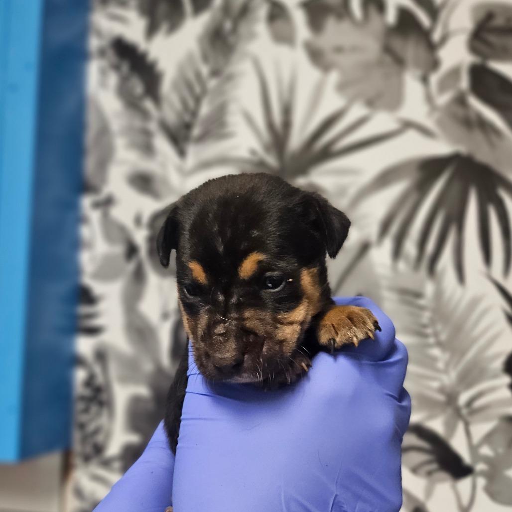 CT, a Adoptable mixed breed in Wahiawa, HI image 1/2