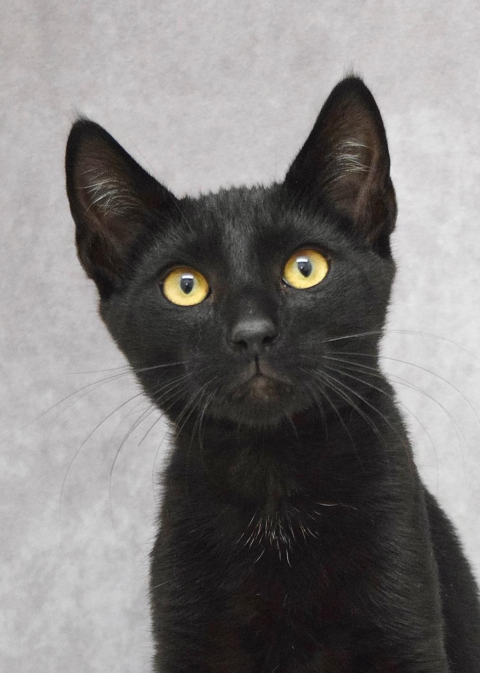 Ace, a ADOPTABLE Domestic Short Hair in Dublin, CA image 1/2