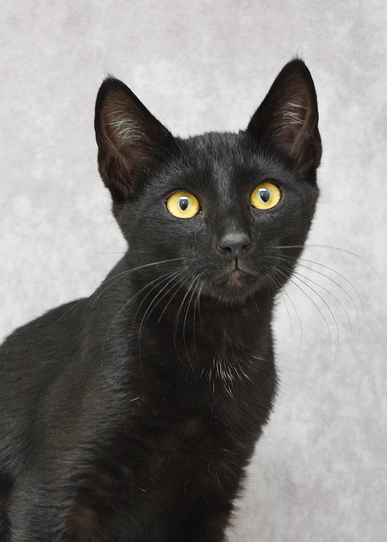 Ace, a ADOPTABLE Domestic Short Hair in Dublin, CA image 2/2