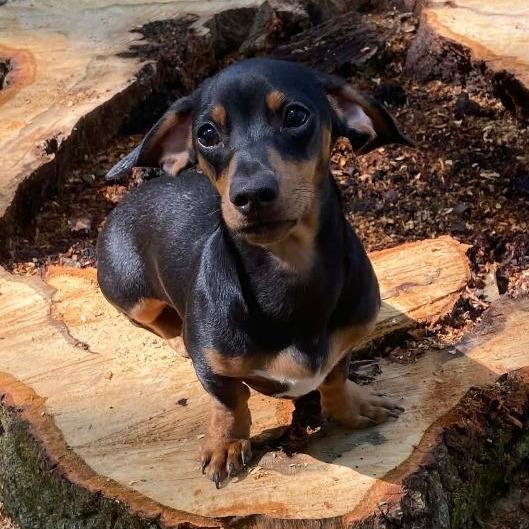 Nellie, Adoptable, Adult Female Miniature Dachshund.