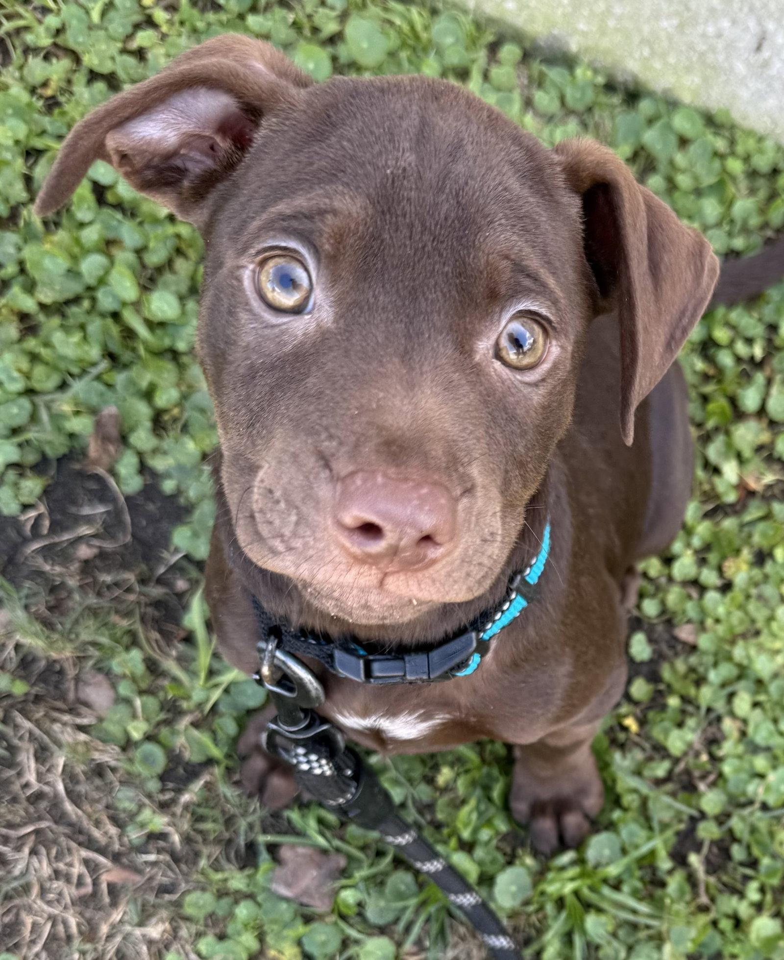Fairwinds FH, Adopted, Puppy Male Labrador Retriever & Terrier.