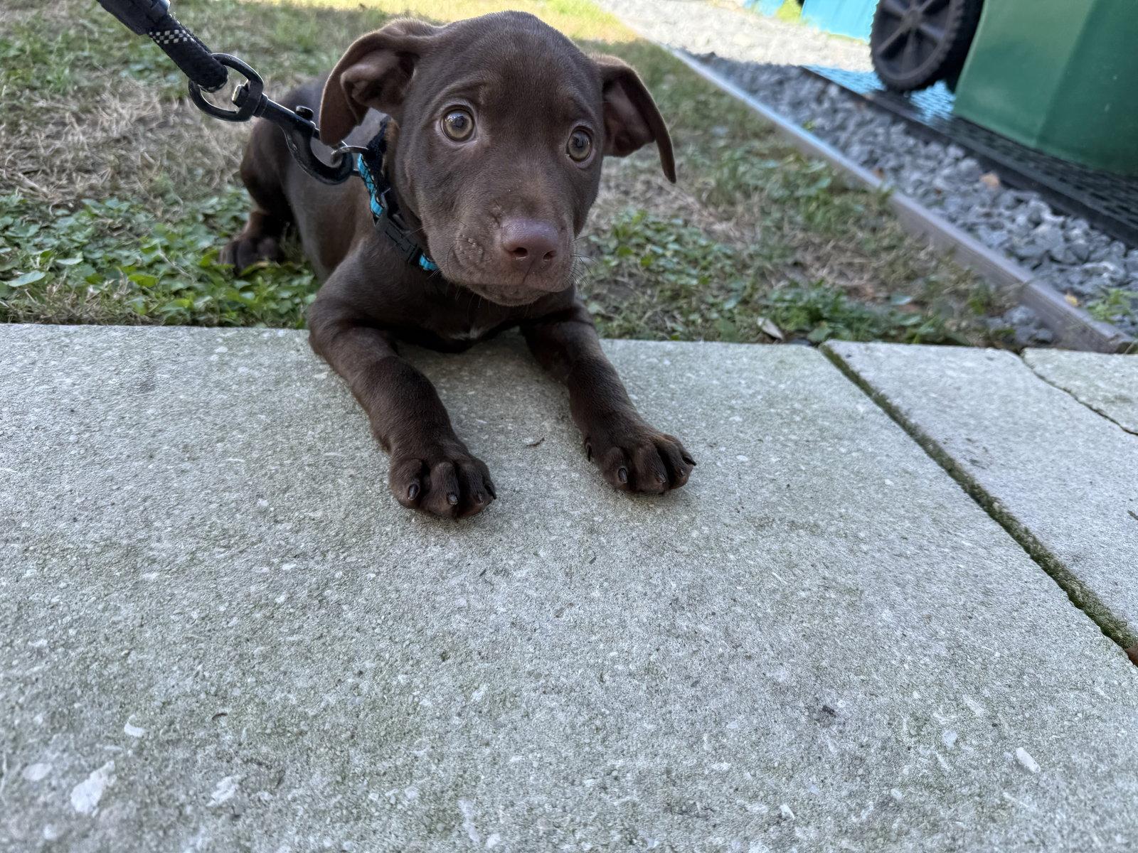 Enlarge Fairwinds FH, a Adopted mixed breed in Sanford, FL image 2/3