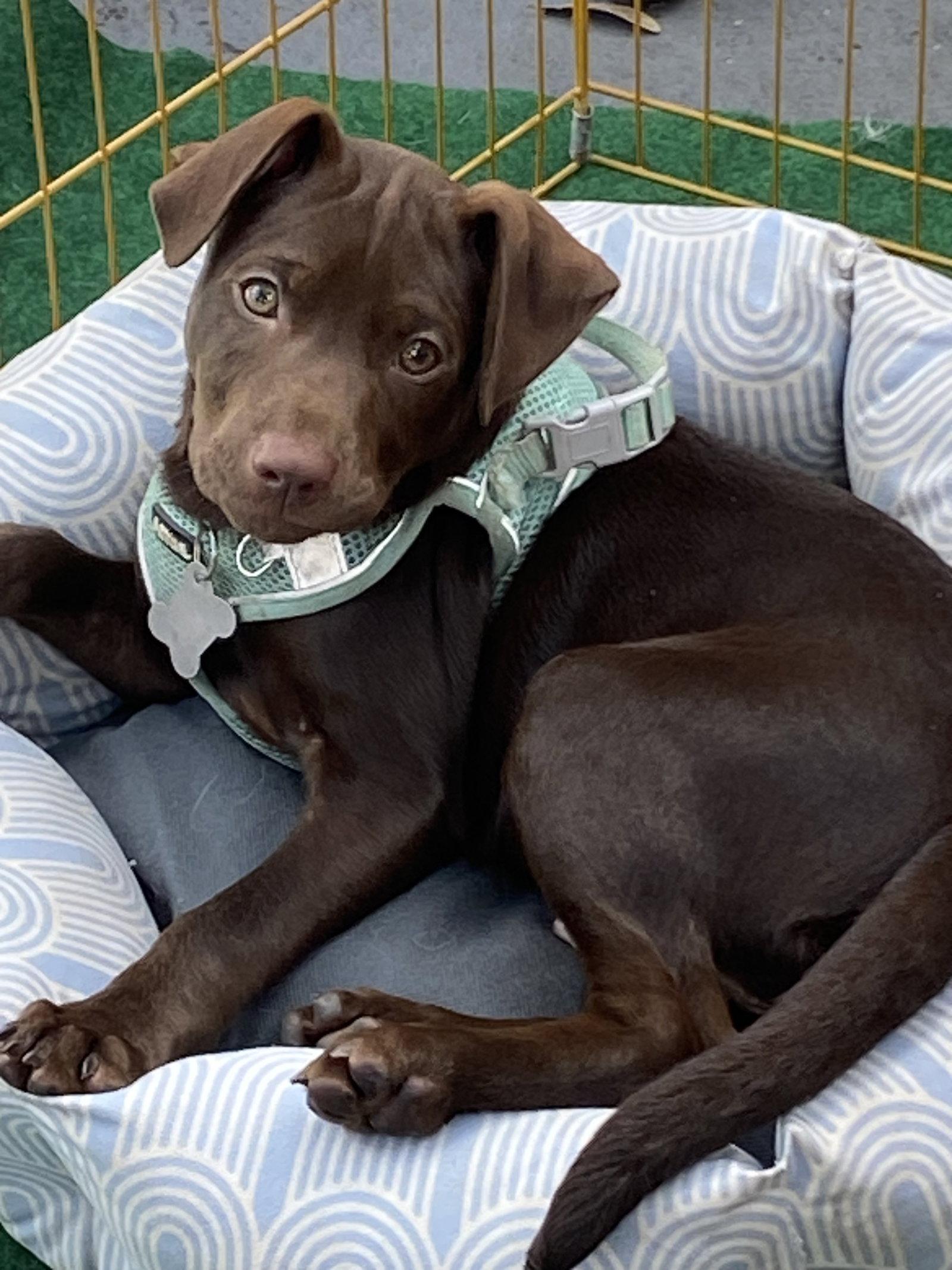 Enlarge Fairwinds FH, a Adopted mixed breed in Sanford, FL image 3/3