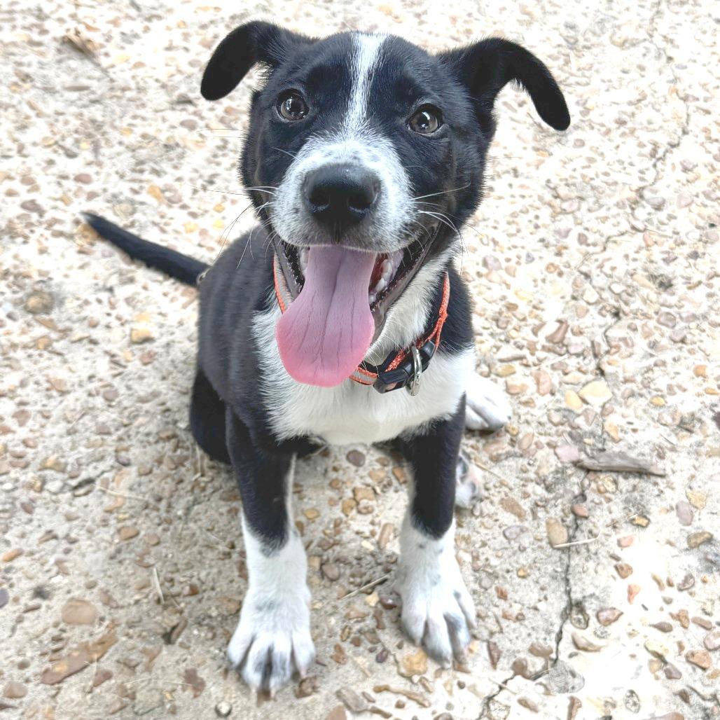 Enlarge JEFFIE aka Louie, a Adoptable Mixed Breed in Gainesville, GA image 1/6