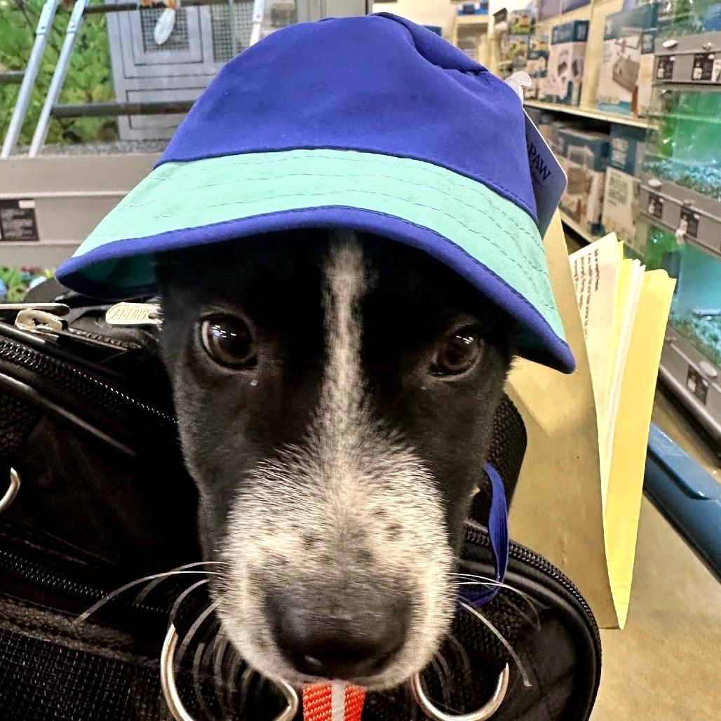 Enlarge JEFFIE aka Louie, a Adoptable Mixed Breed in Gainesville, GA image 2/6