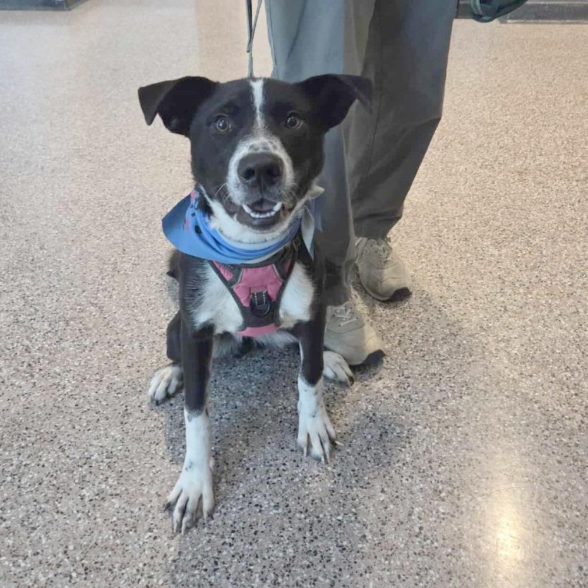 Enlarge JEFFIE aka Louie, a Adoptable Mixed Breed in Gainesville, GA image 3/6