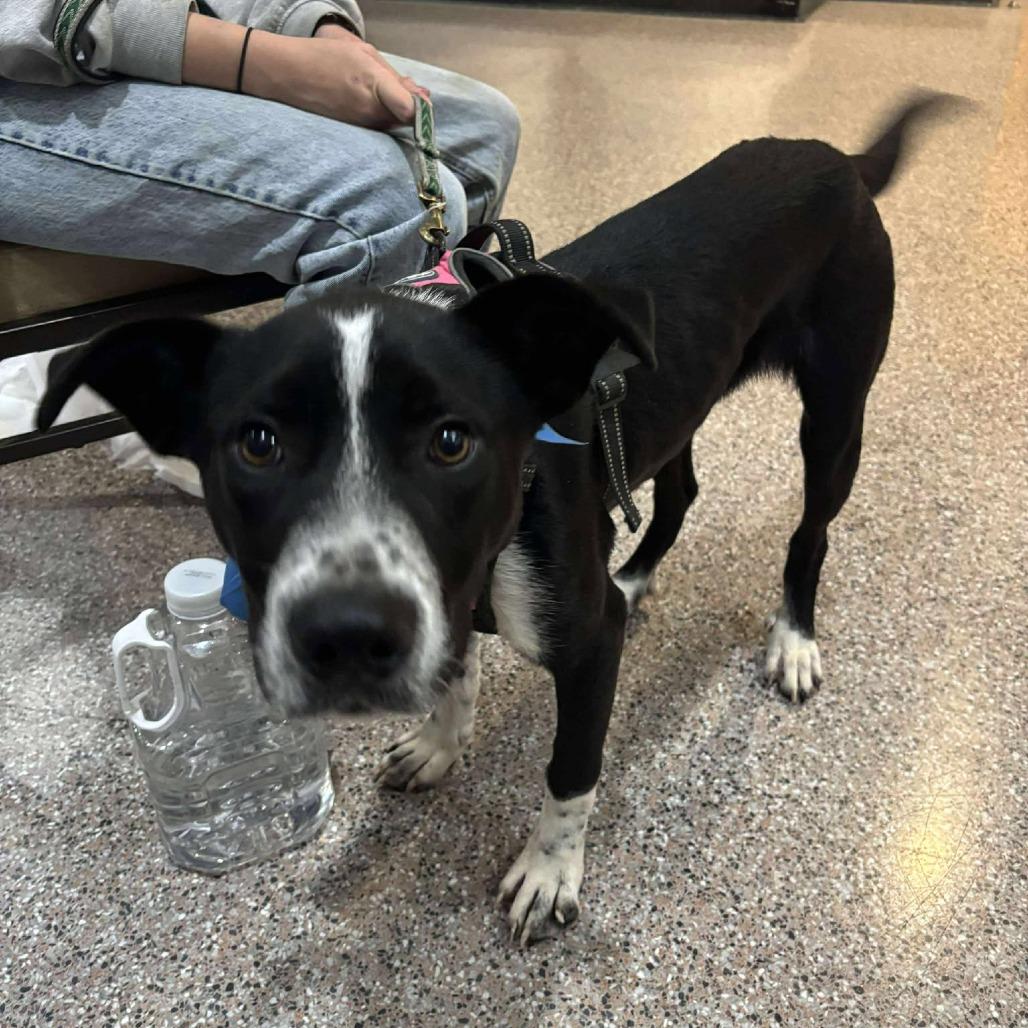 Enlarge JEFFIE aka Louie, a Adoptable Mixed Breed in Gainesville, GA image 4/6