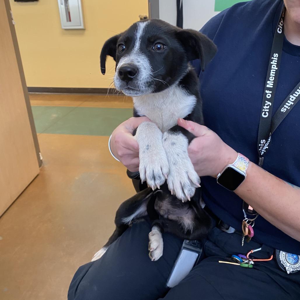 Enlarge JEFFIE aka Louie, a Adoptable Mixed Breed in Gainesville, GA image 5/6