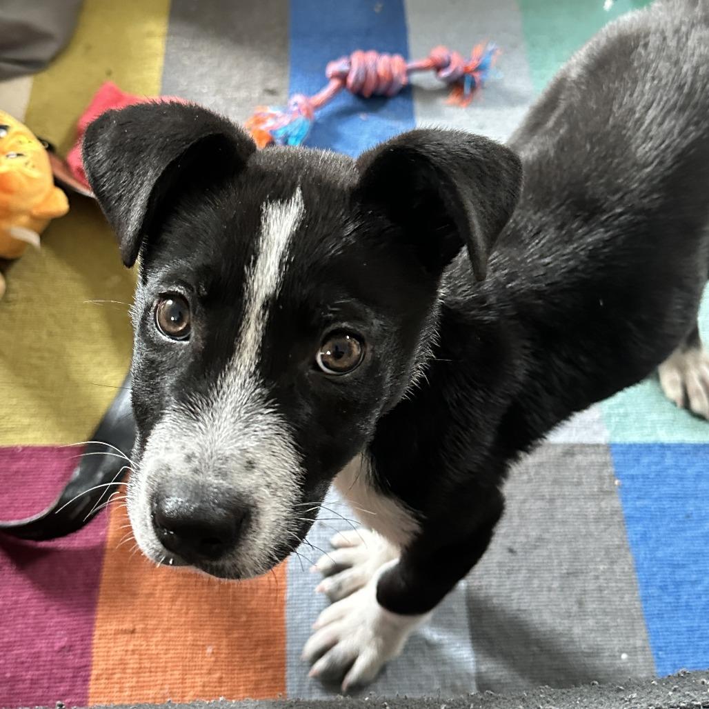 Enlarge JEFFIE aka Louie, a Adoptable Mixed Breed in Gainesville, GA image 6/6