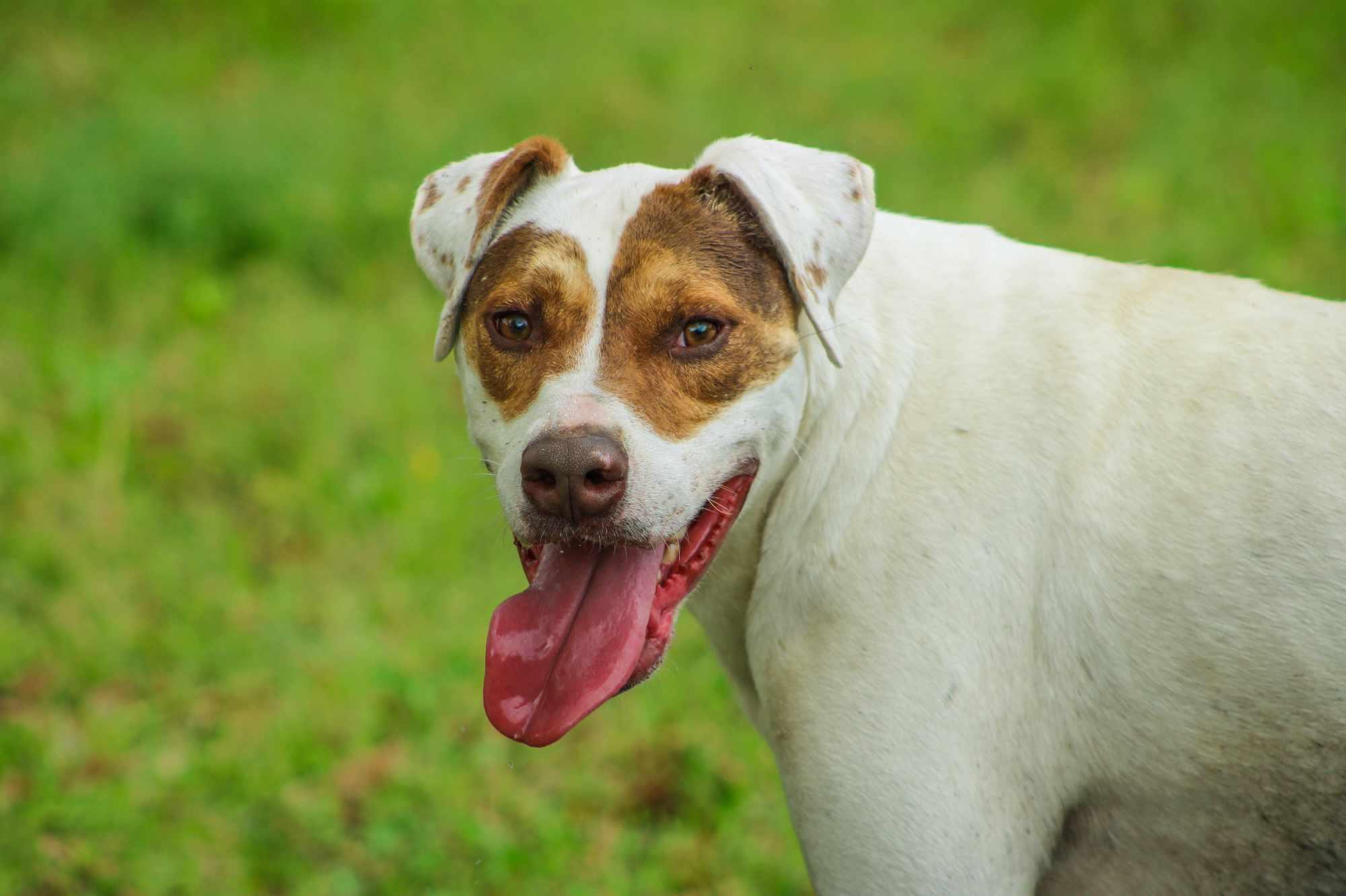 Badger, Adoptable, Young Male American Bulldog & American Foxhound.