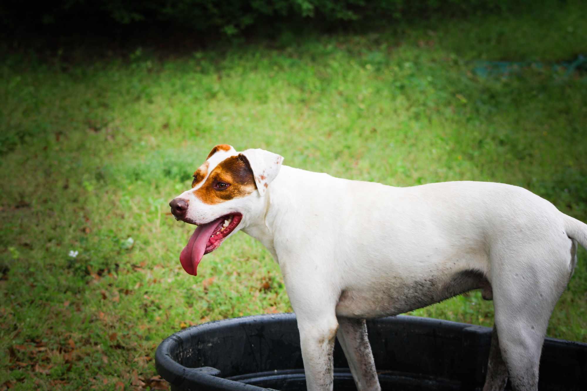 Badger, a Adoptable mixed breed in St. George, SC image 3/4