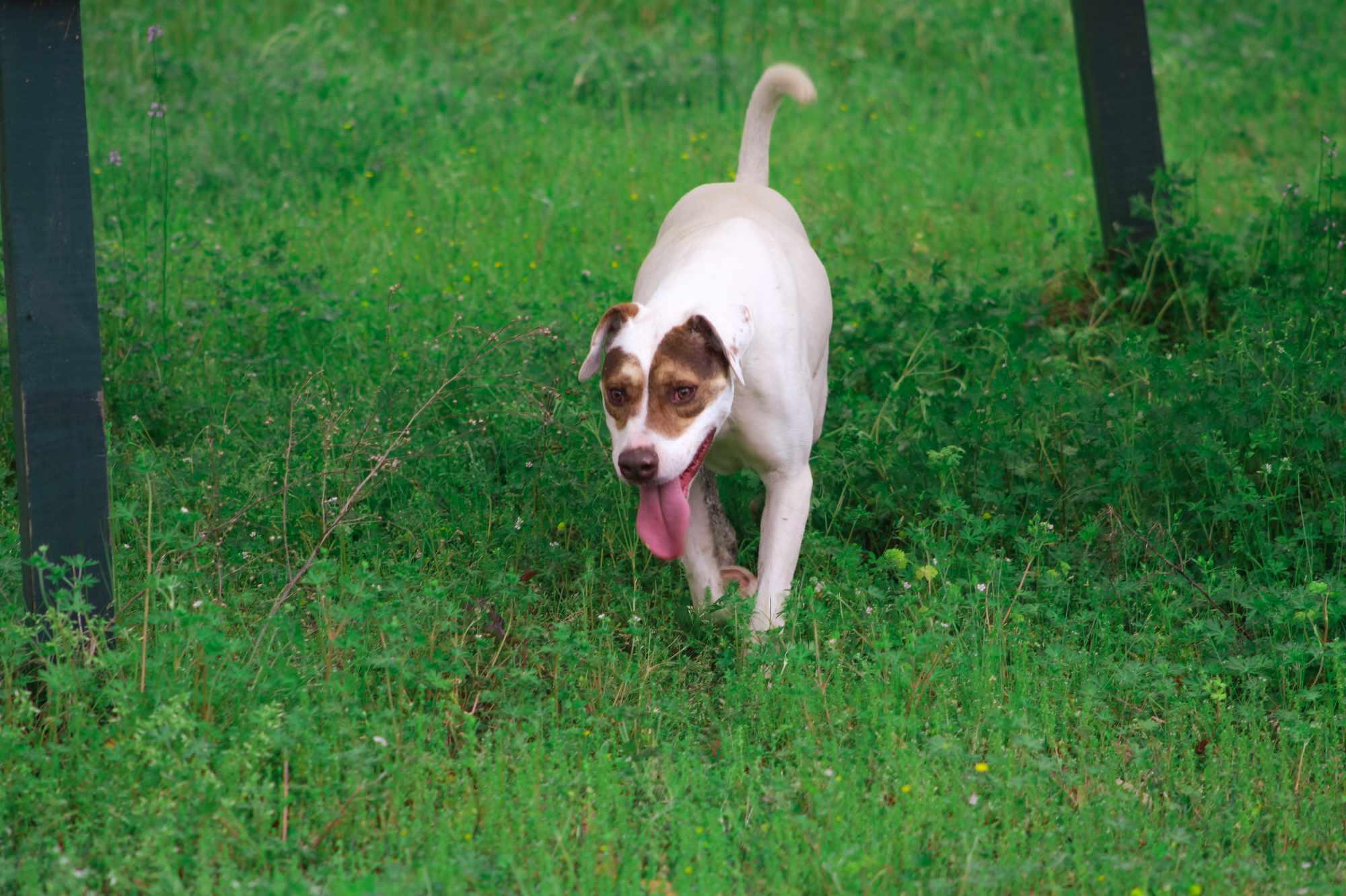 Badger, a Adoptable mixed breed in St. George, SC image 2/4