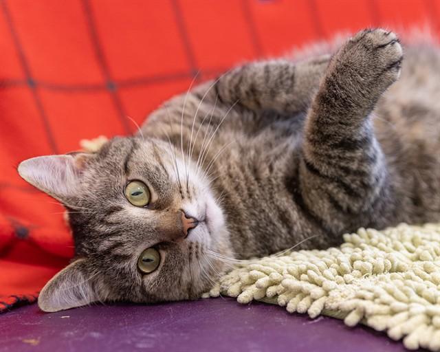 NELLI, Adoptable, Adult Male Domestic Short Hair.
