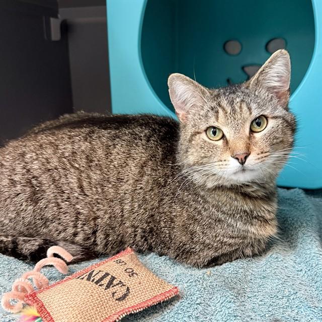 NELLI, Adoptable, Adult Male Domestic Short Hair.