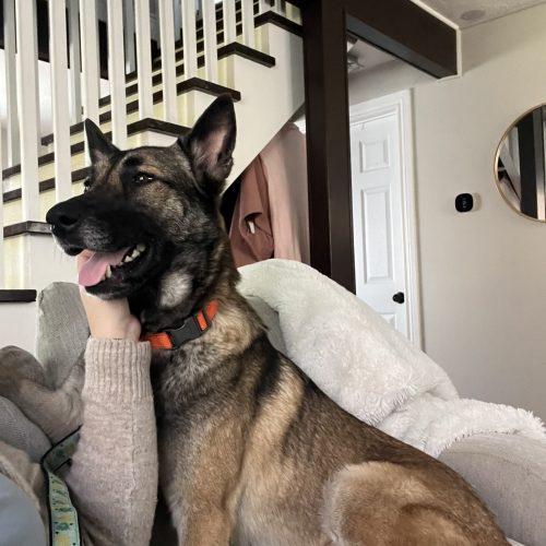 Nala, a Adoptable mixed breed in Sunderland, ON image 1/5