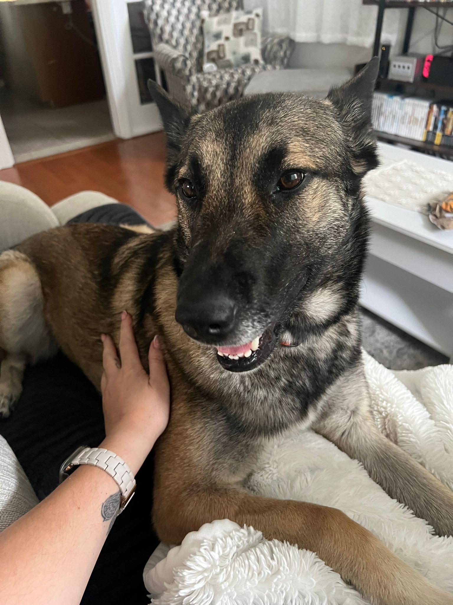 Nala, a Adoptable mixed breed in Sunderland, ON image 2/6