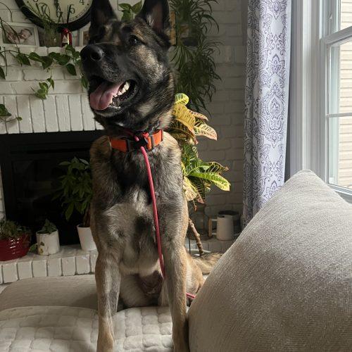 Nala, a Adoptable mixed breed in Sunderland, ON image 2/5