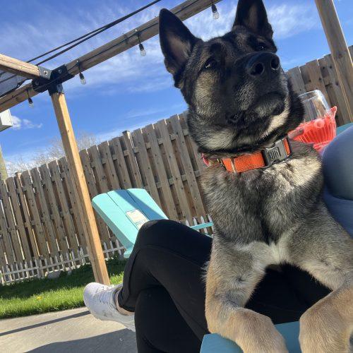 Nala, a Adoptable mixed breed in Sunderland, ON image 3/5