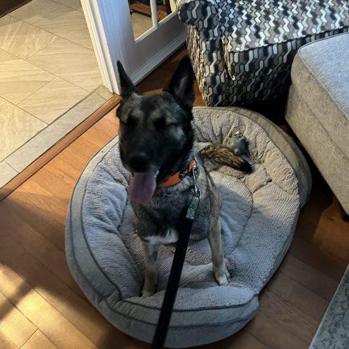 Nala, a Adoptable mixed breed in Sunderland, ON image 4/5