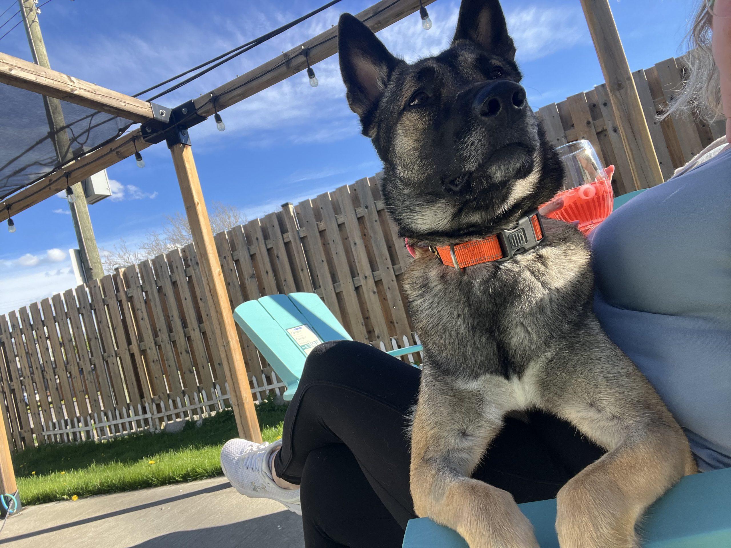 Nala, a Adoptable mixed breed in Sunderland, ON image 2/6