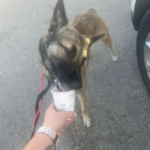 Enlarge Nala, a Adoptable mixed breed in Sunderland, ON image 2/5