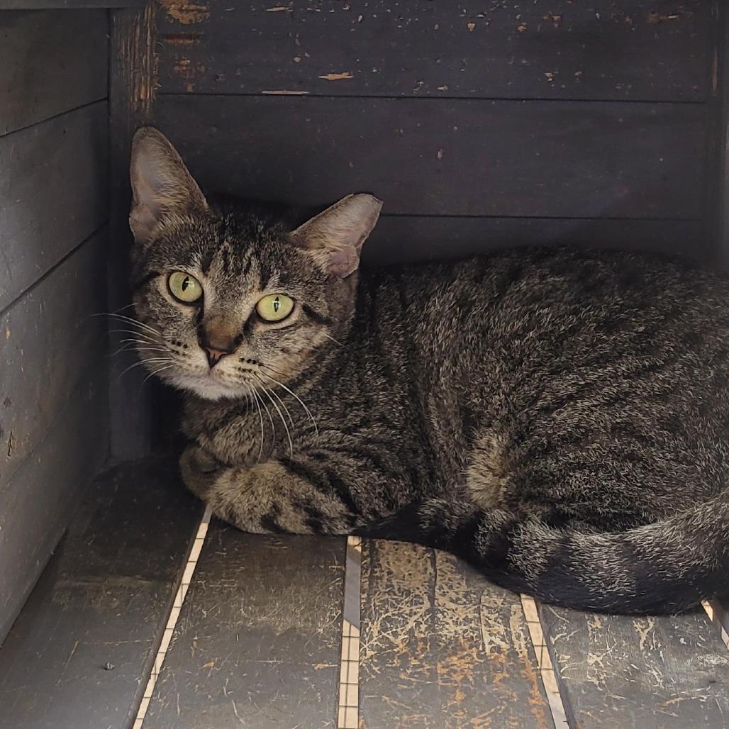 Enlarge Lady, a Adoptable Domestic Short Hair in Laredo, TX image 1/1