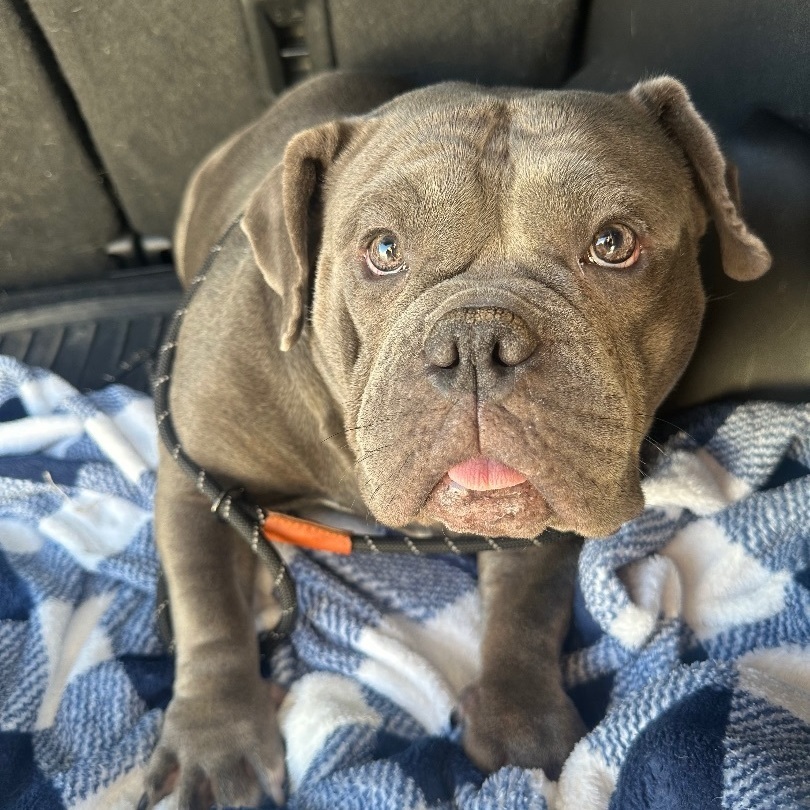 Eleanor , Adopted, Adult Female English Bulldog.