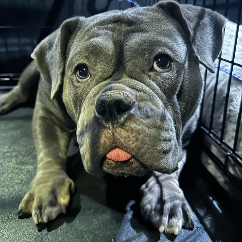 Eleanor , a Adopted mixed breed in Simi Valley, CA image 2/2