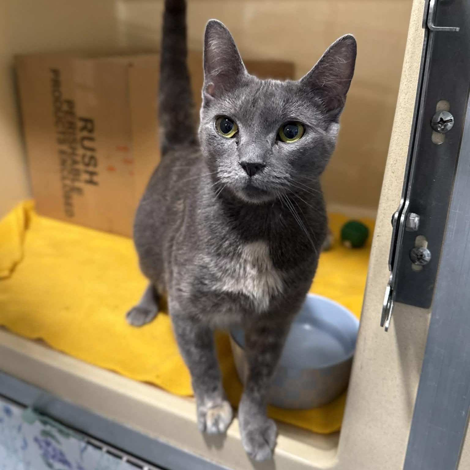 Enlarge Infiniti, a ADOPTABLE mixed breed in Penn Yan, NY image 5/5