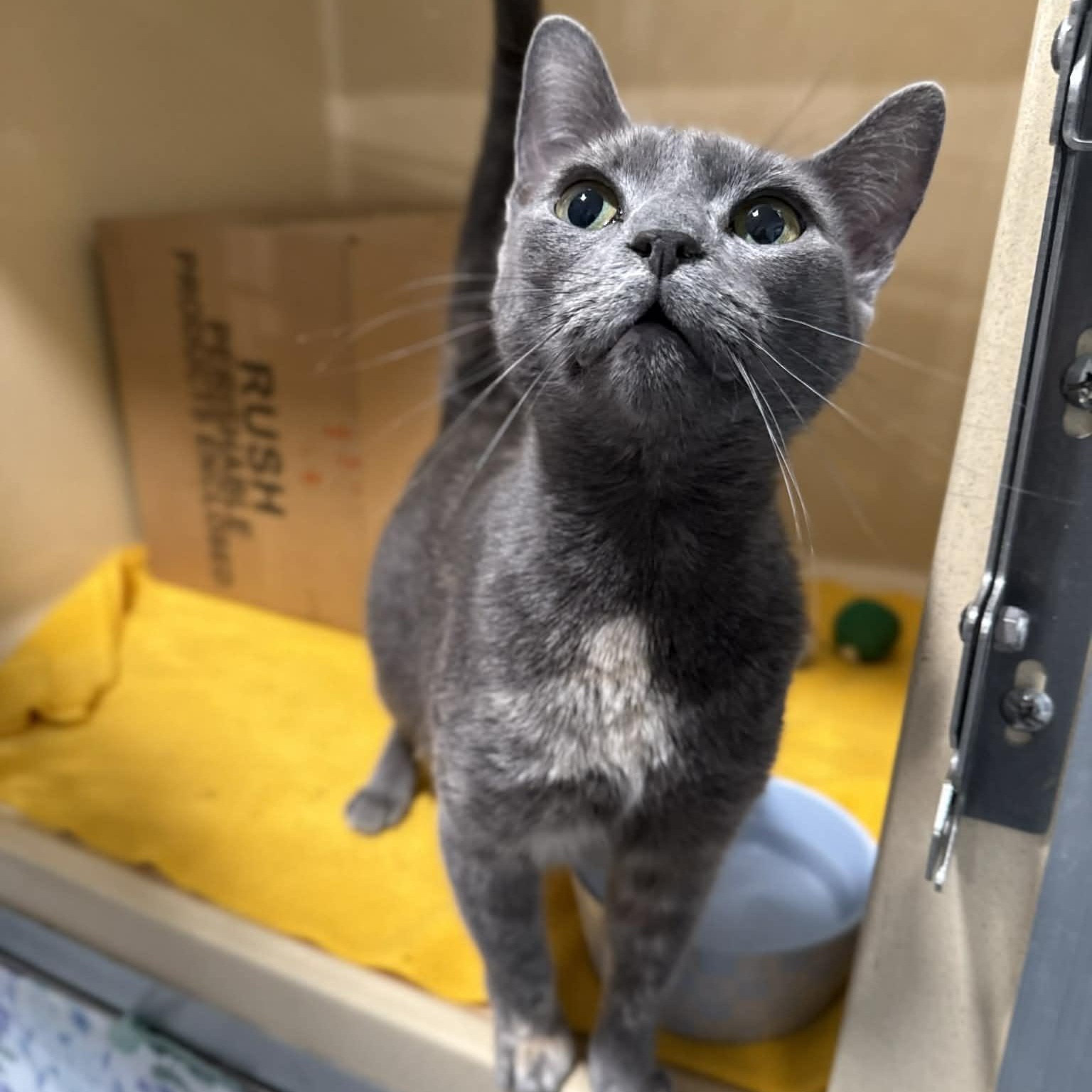 Enlarge Infiniti, a ADOPTABLE mixed breed in Penn Yan, NY image 3/5