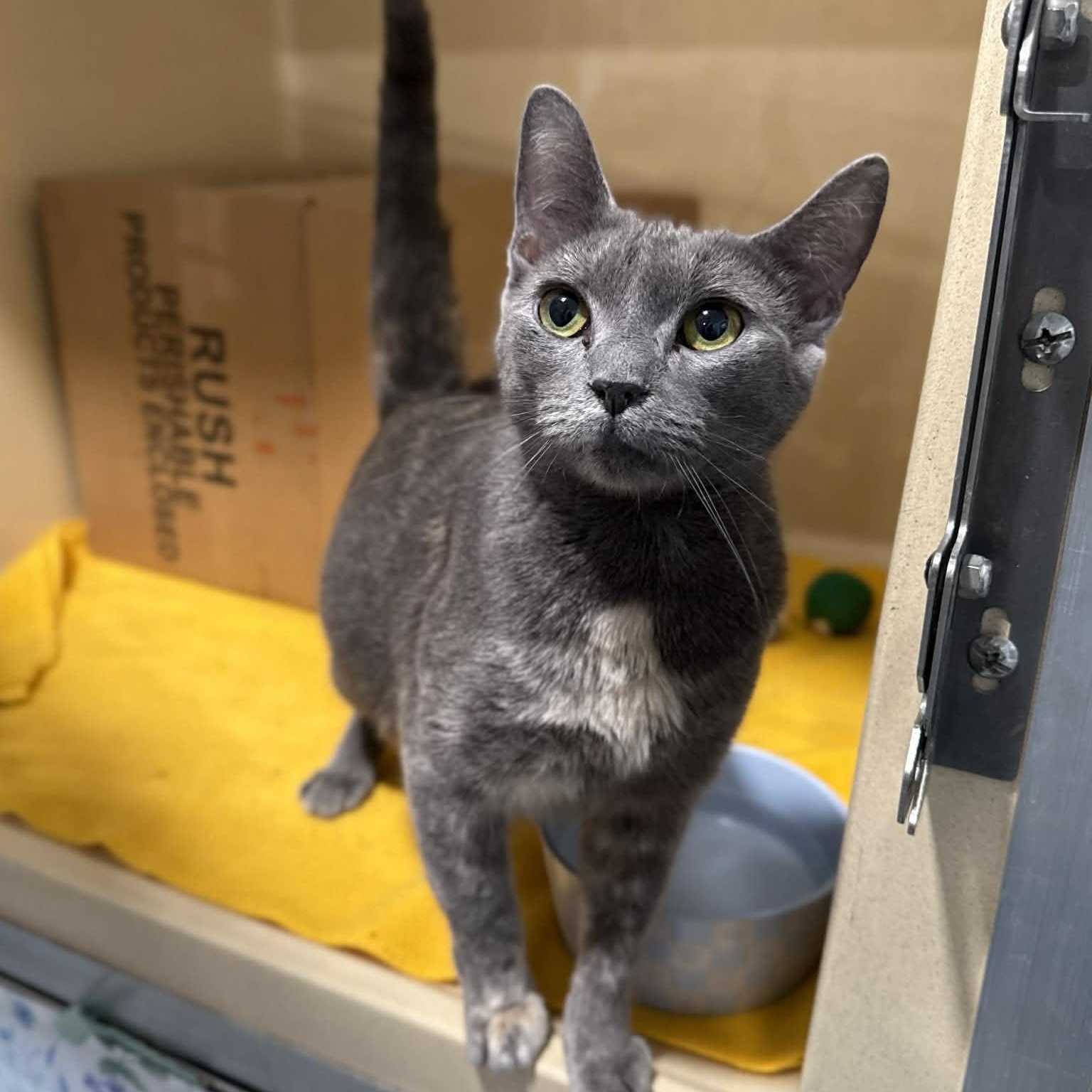 Enlarge Infiniti, a ADOPTABLE mixed breed in Penn Yan, NY image 1/5