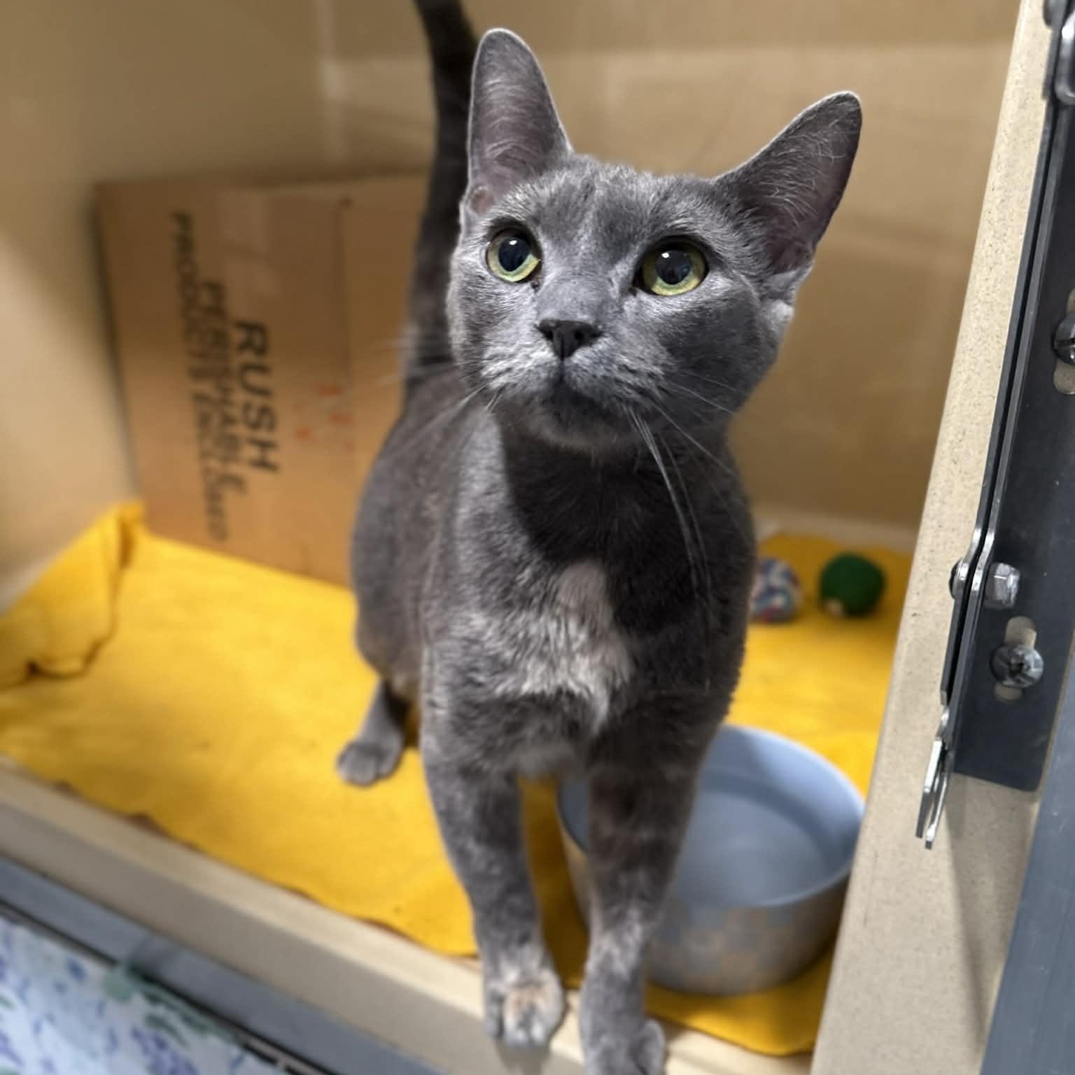 Enlarge Infiniti, a ADOPTABLE mixed breed in Penn Yan, NY image 2/5