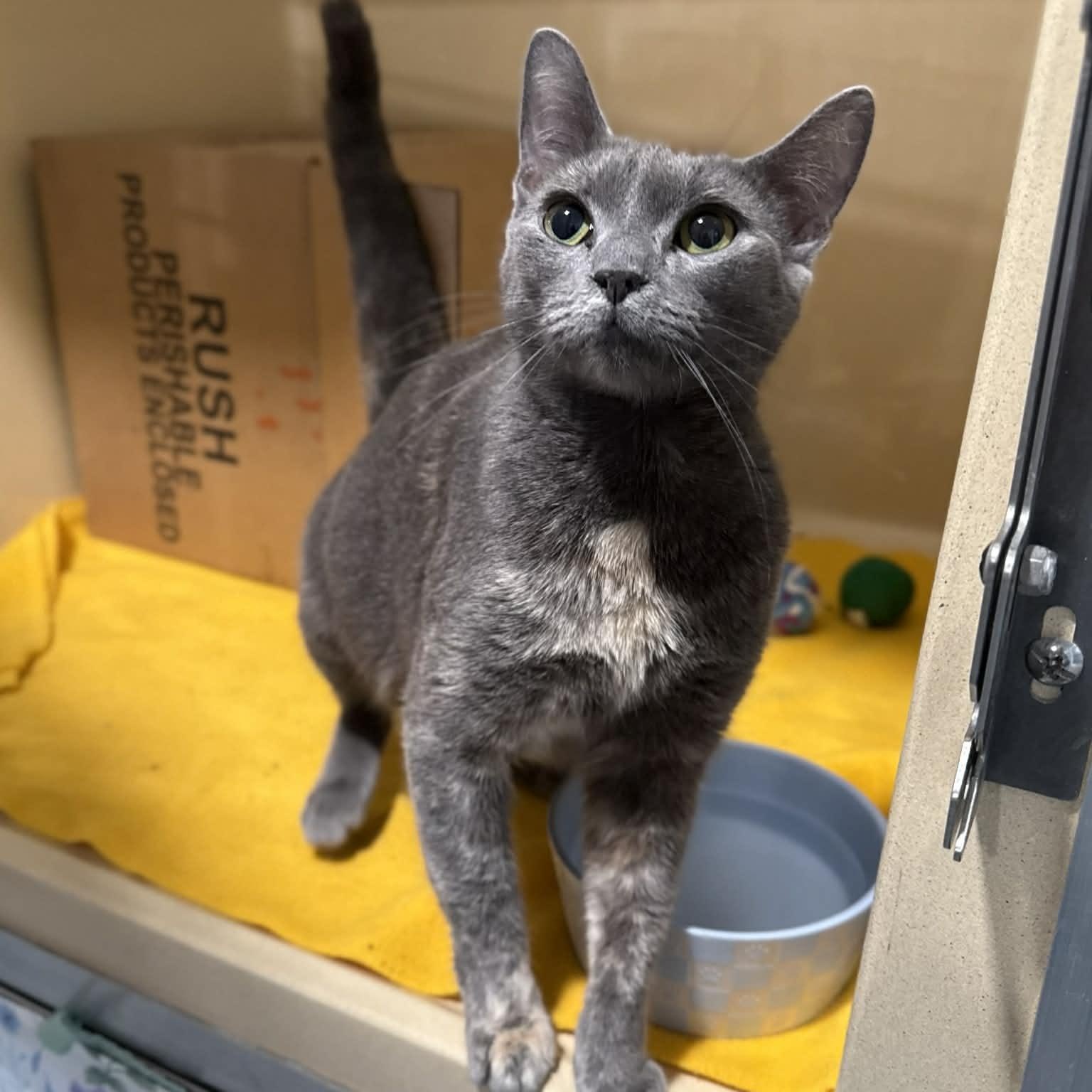 Enlarge Infiniti, a ADOPTABLE mixed breed in Penn Yan, NY image 4/5