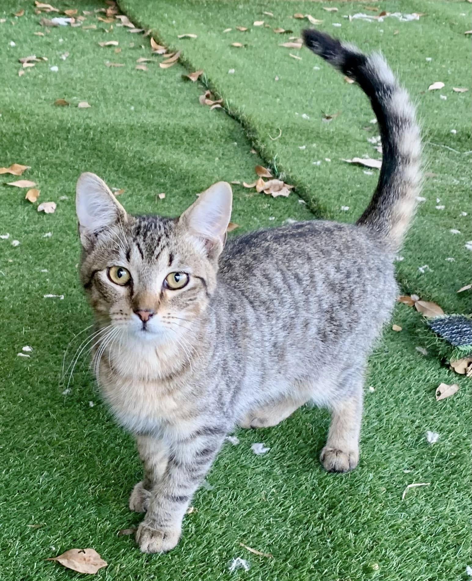 Jag, an adoptable American Shorthair in HARTFORD, AL, 36344 | Photo Image 1