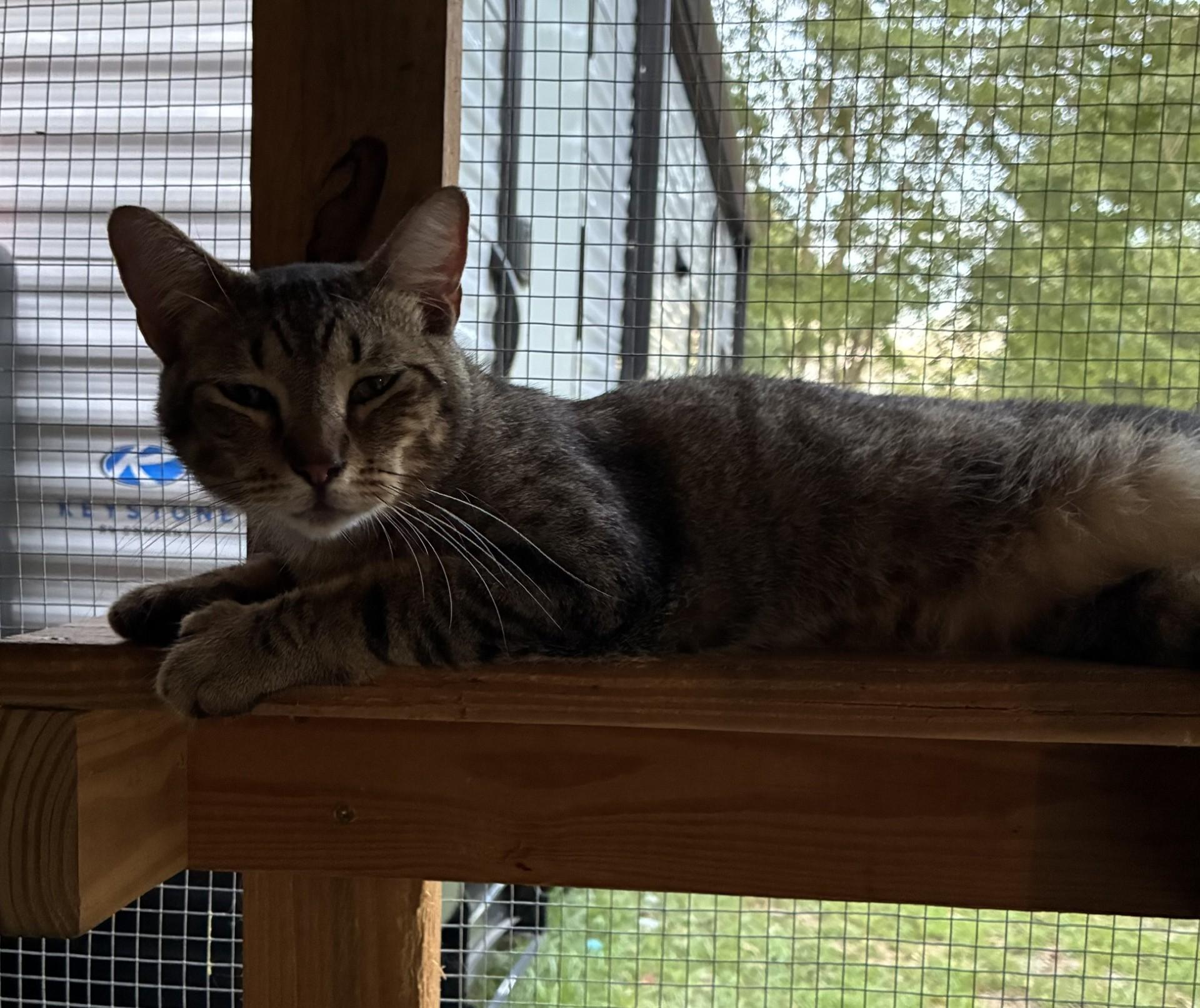Enlarge Jag, a Adoptable Domestic Short Hair in HARTFORD, AL image 2/2