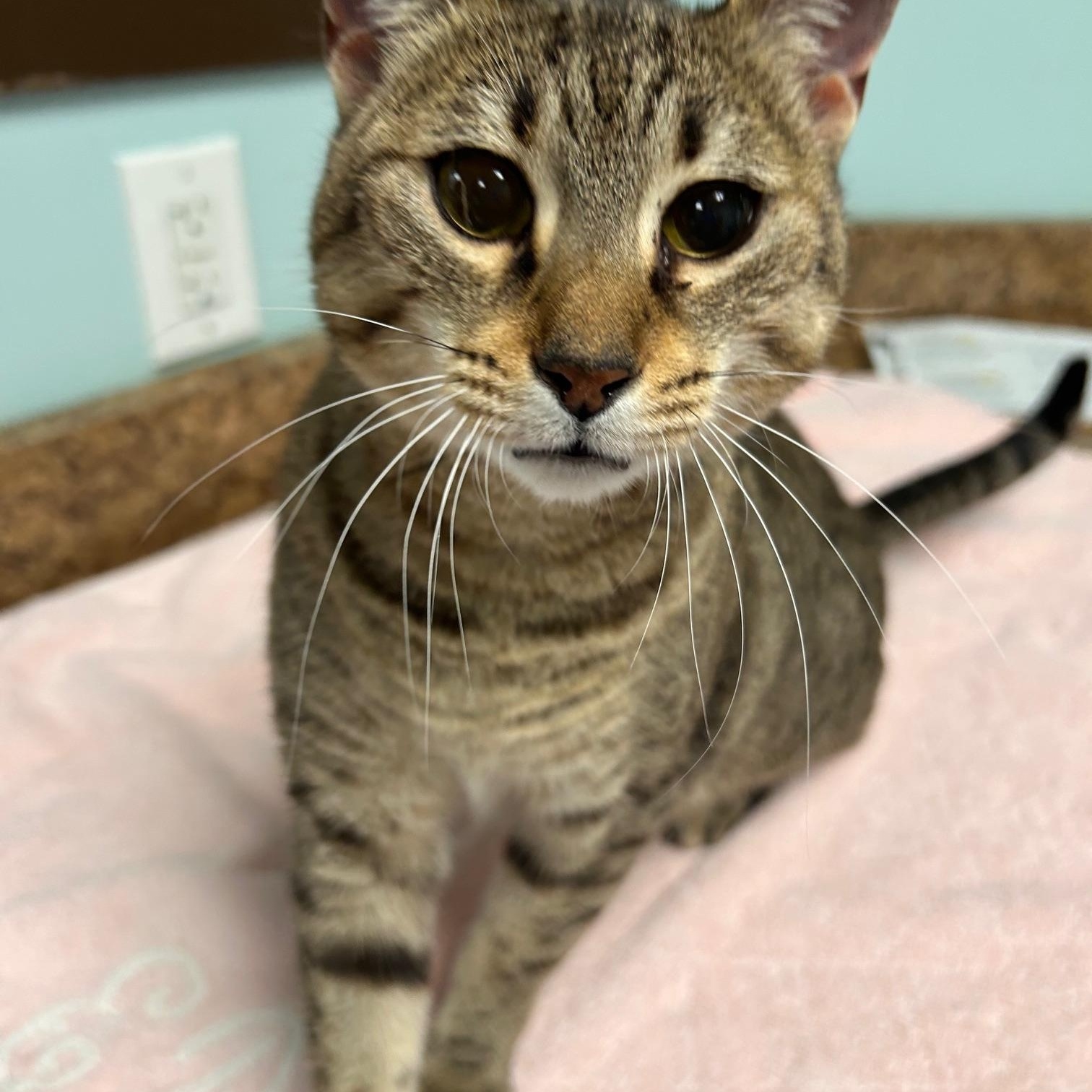 Enlarge Vesper, a Adoptable mixed breed in Seneca, PA image 1/6