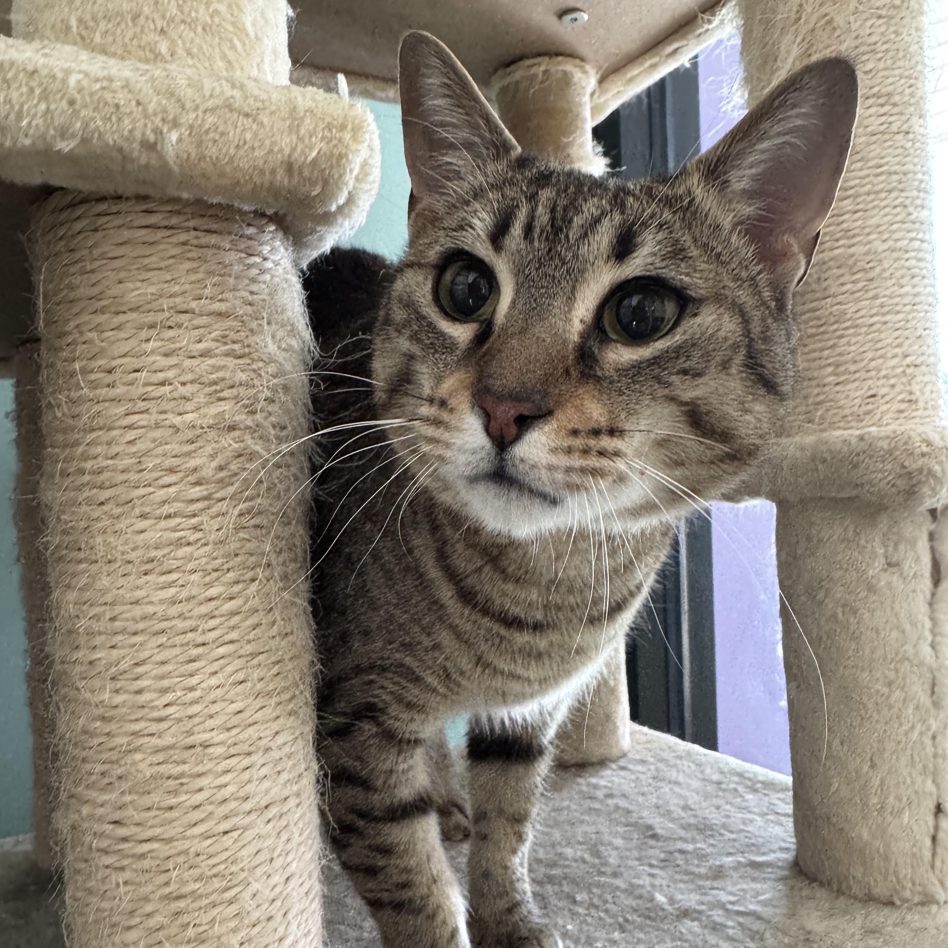 Enlarge Vesper, a Adoptable mixed breed in Seneca, PA image 2/6