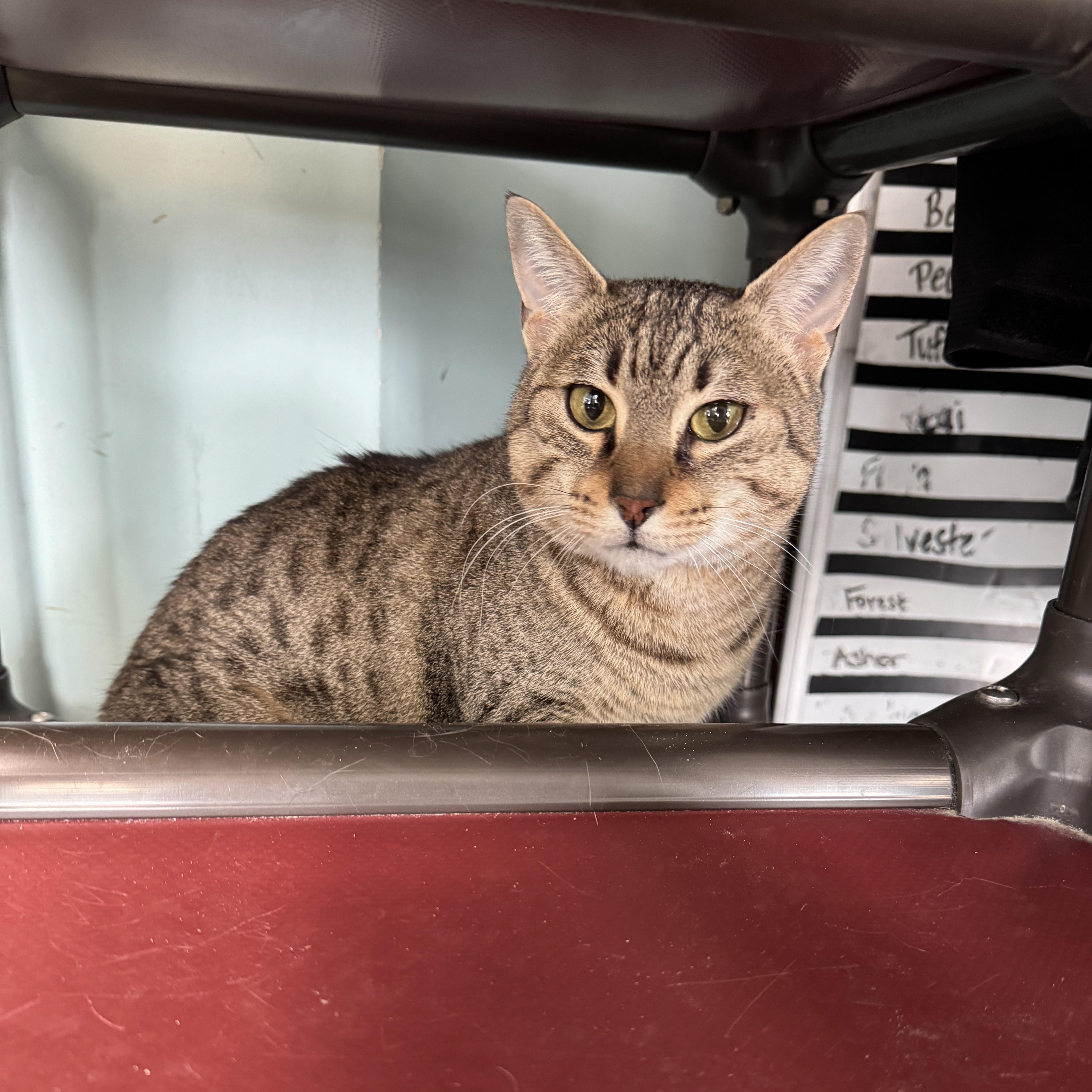 Enlarge Vesper, a Adoptable mixed breed in Seneca, PA image 5/6