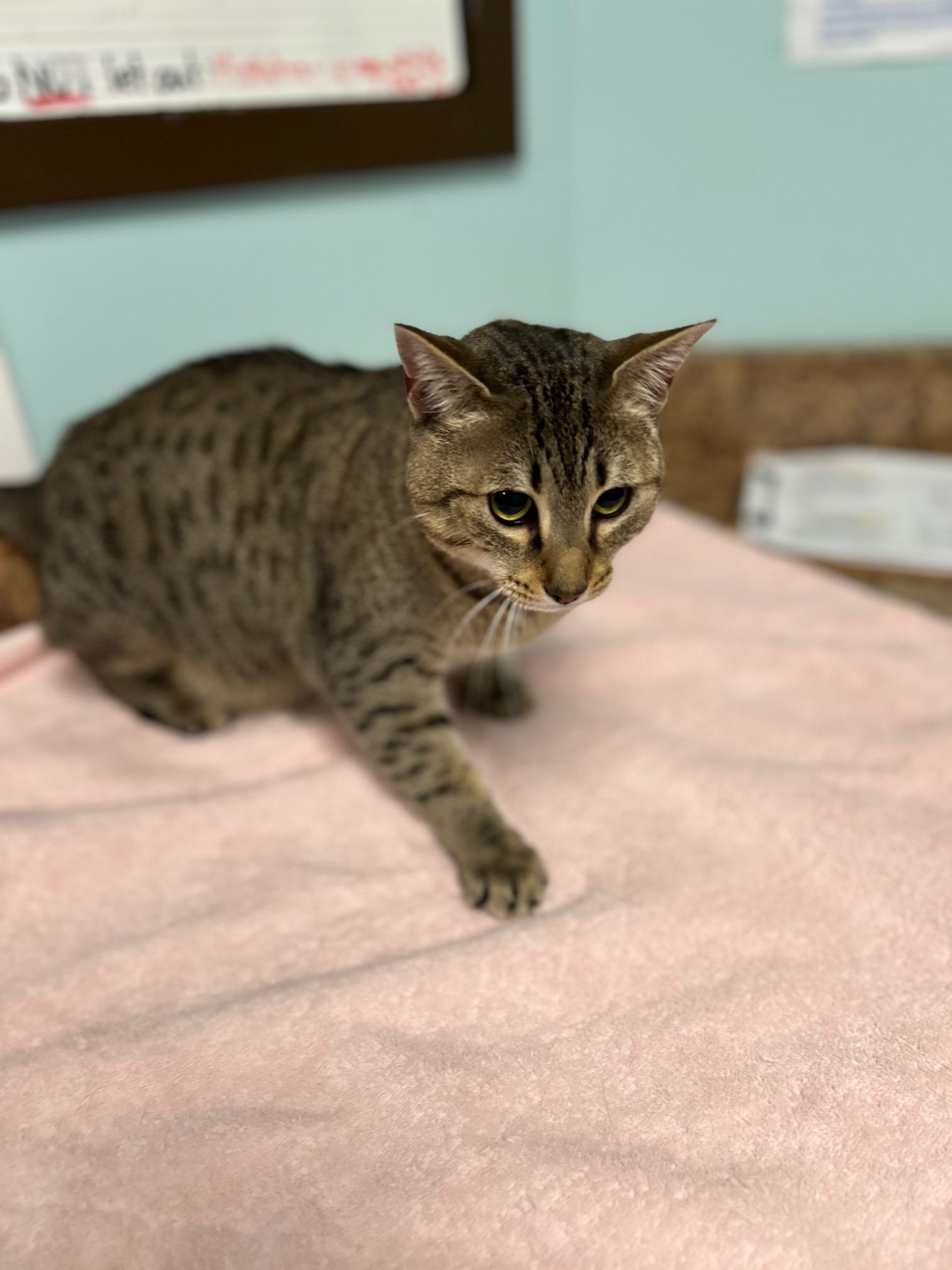 Enlarge Vesper, a Adoptable mixed breed in Seneca, PA image 4/6