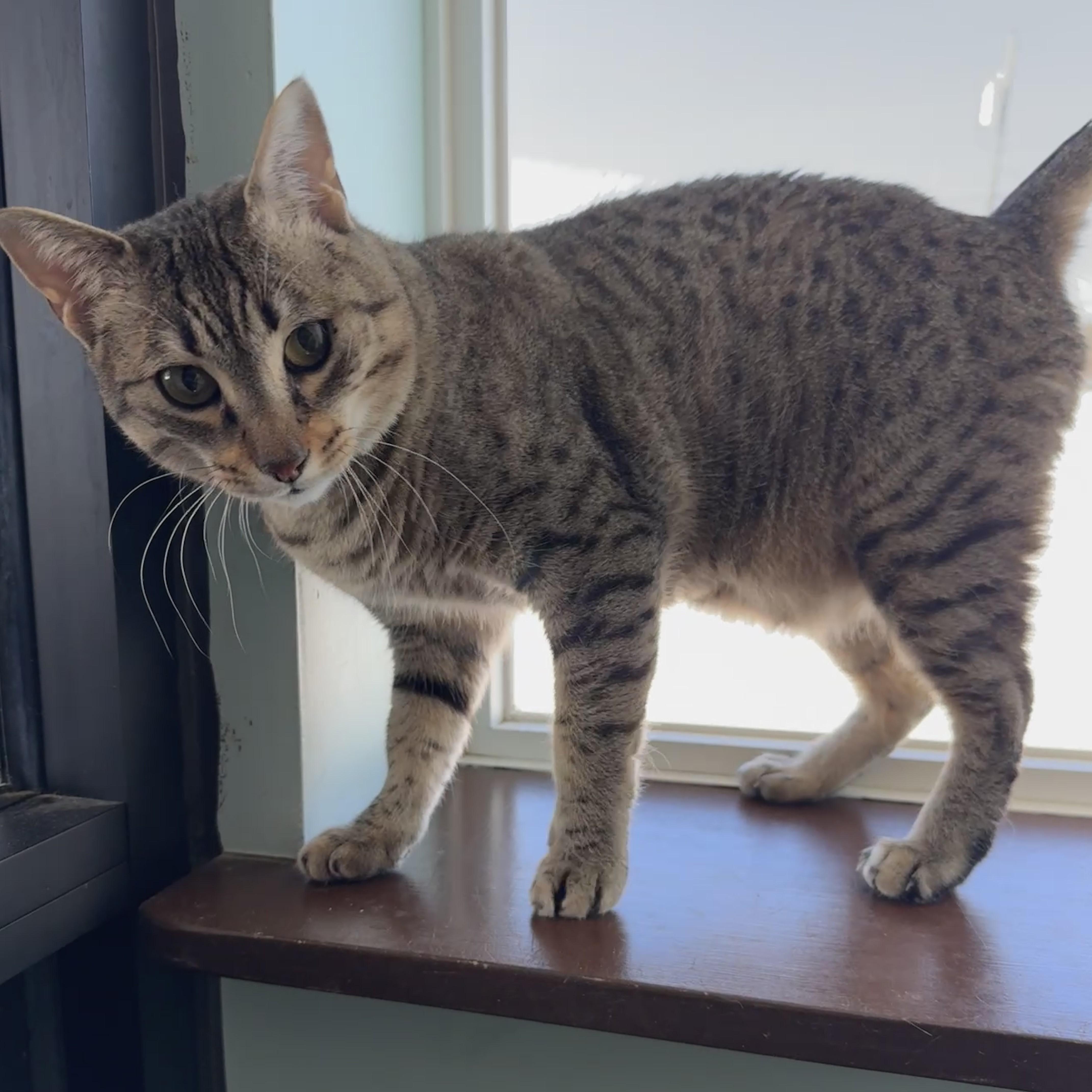 Enlarge Vesper, a Adoptable mixed breed in Seneca, PA image 3/6