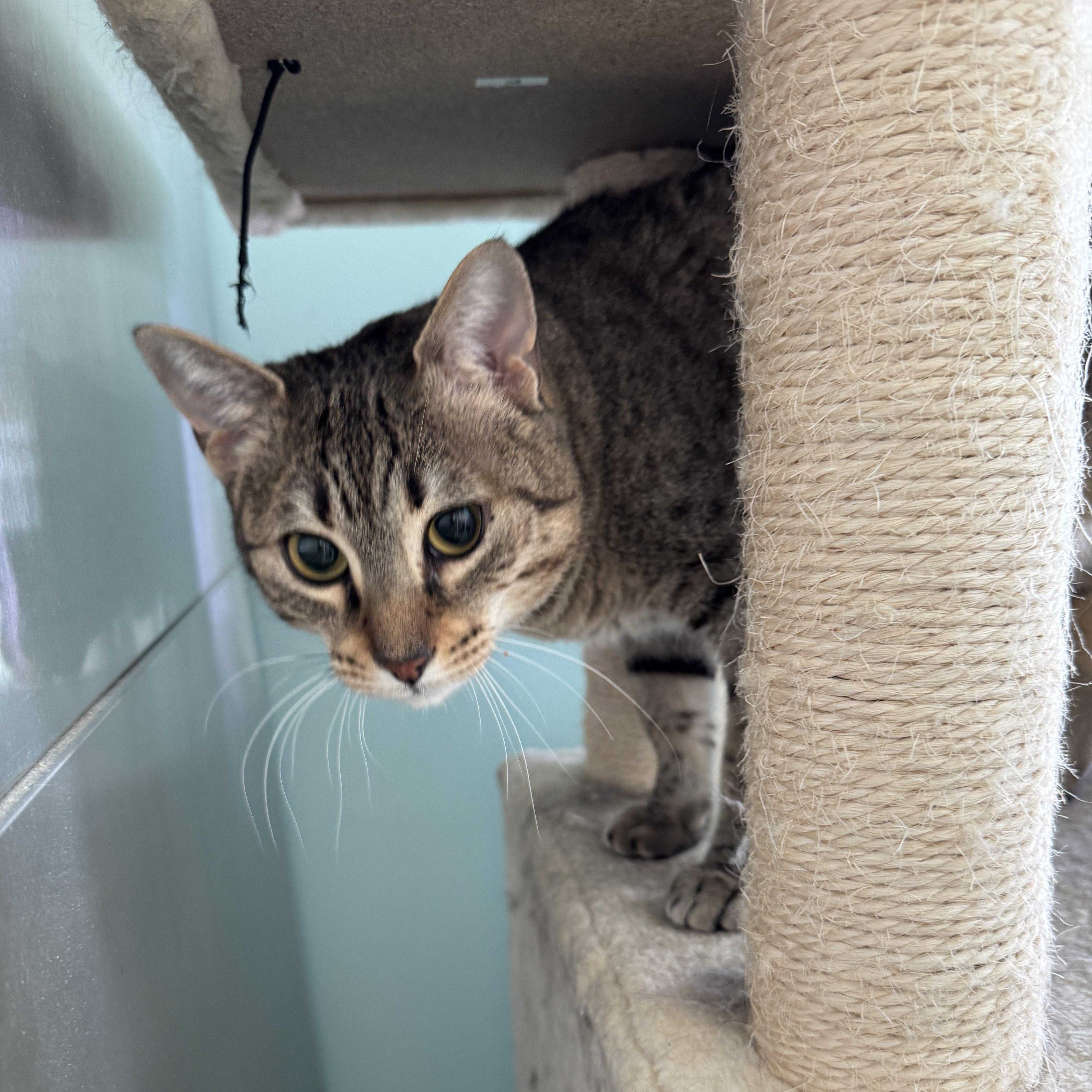 Enlarge Vesper, a Adoptable mixed breed in Seneca, PA image 6/6