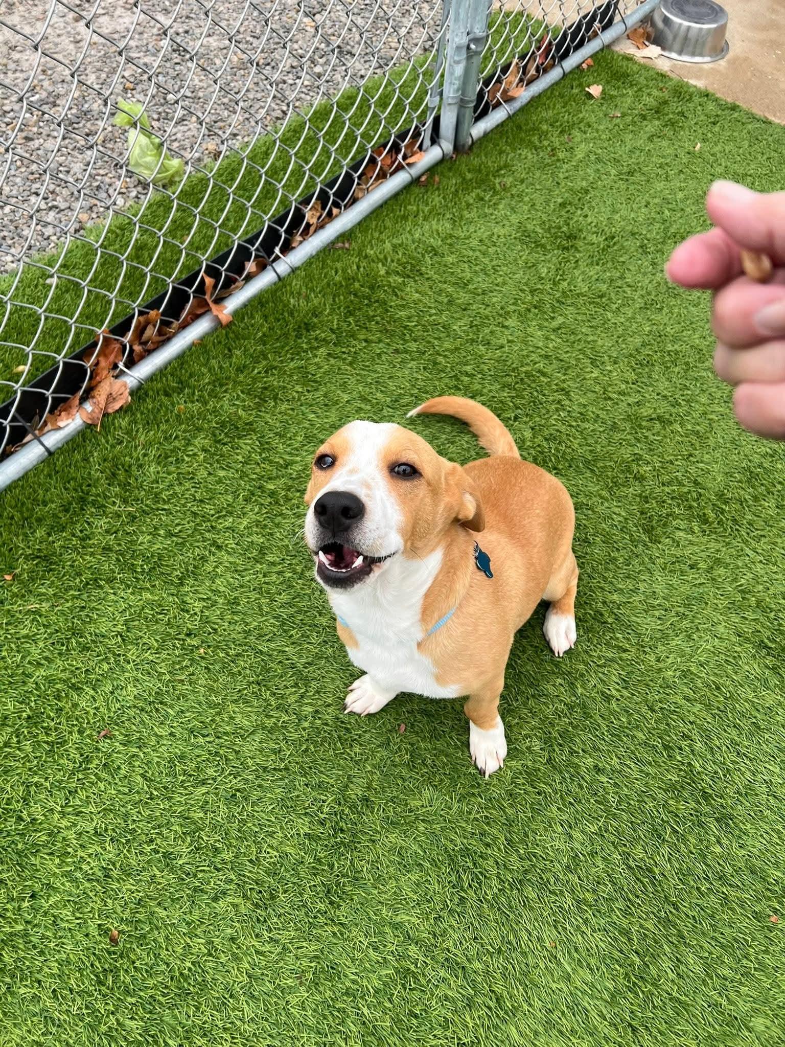 Baldwin, a Adoptable Mixed Breed in Cedar Rapids, IA image 3/6
