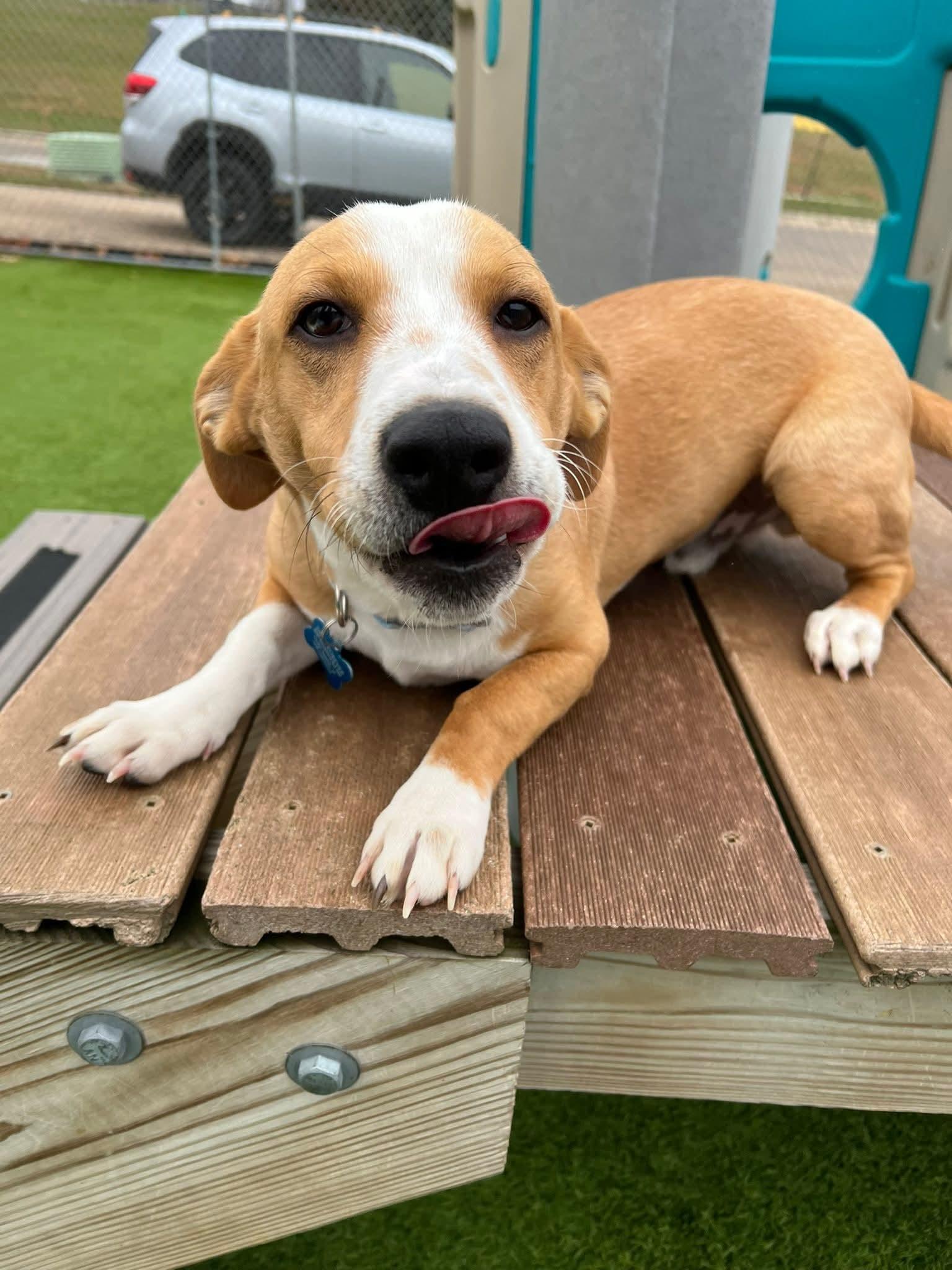Baldwin, Adoptable, Puppy Male Mixed Breed.
