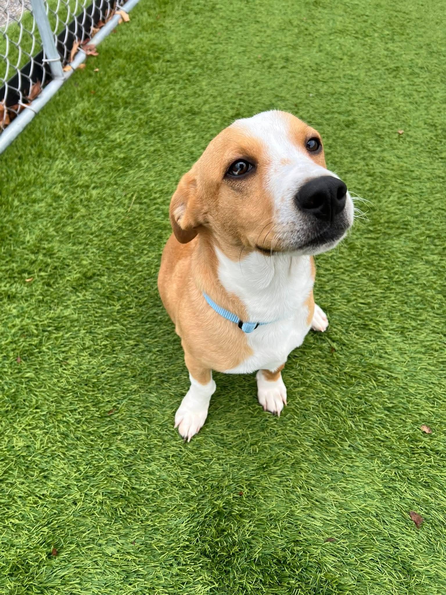 Baldwin, a Adoptable Mixed Breed in Cedar Rapids, IA image 4/6