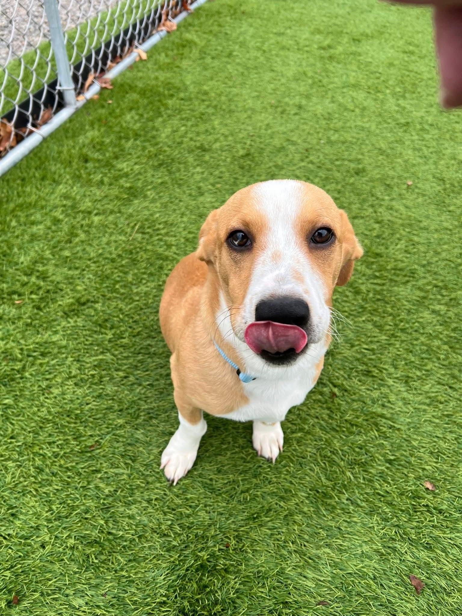 Baldwin, a Adoptable Mixed Breed in Cedar Rapids, IA image 5/6