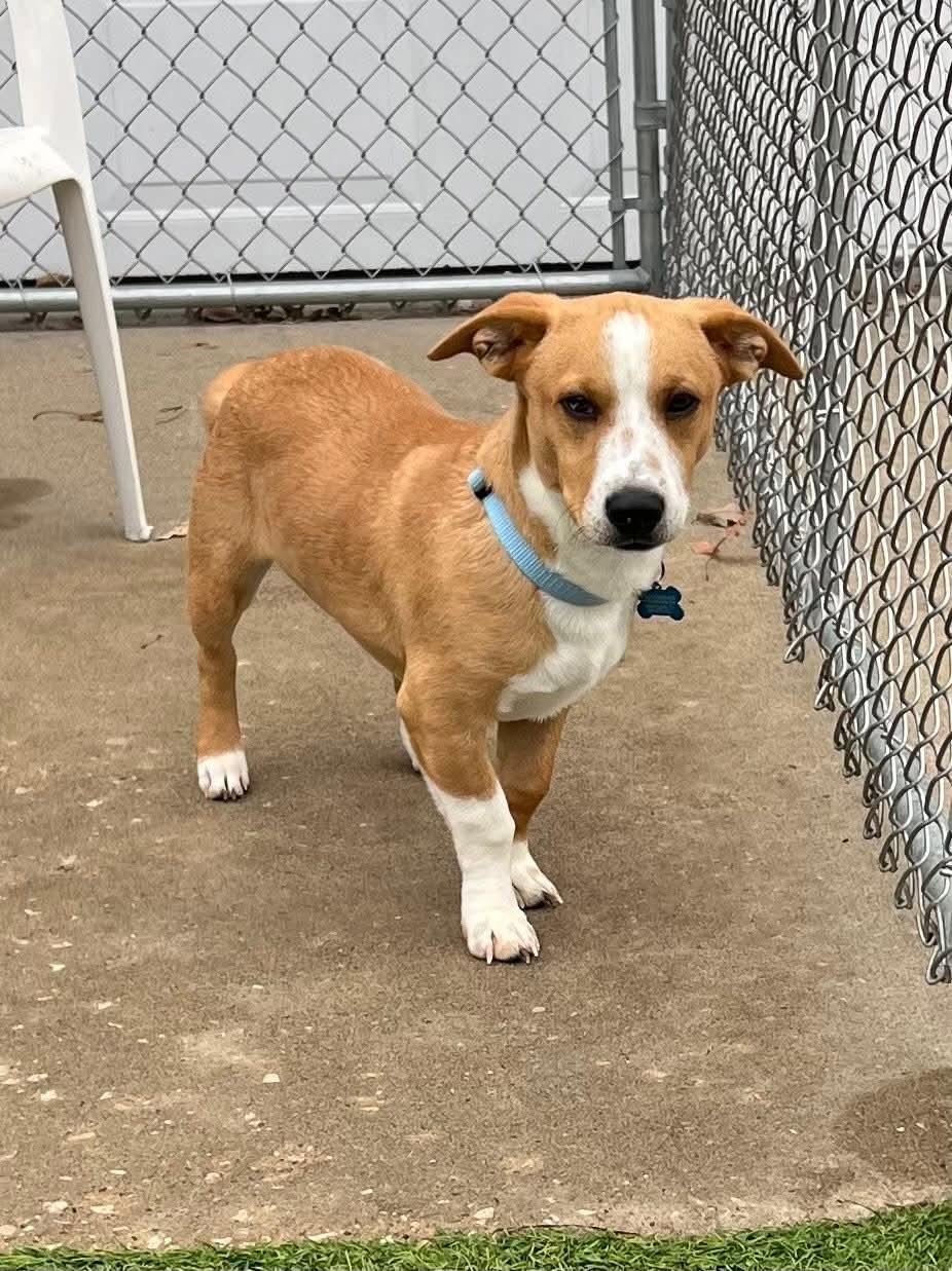Baldwin, a Adoptable Mixed Breed in Cedar Rapids, IA image 6/6
