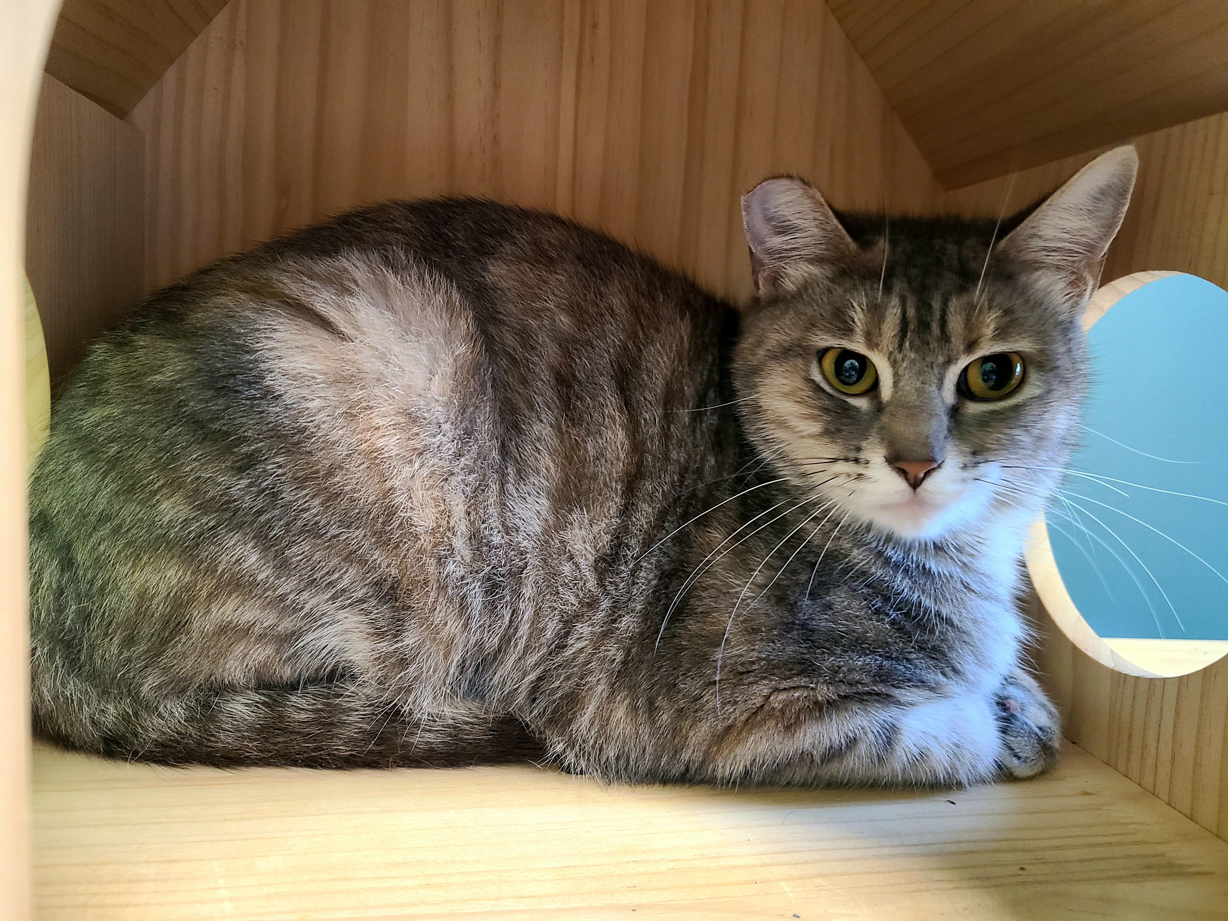 Enlarge Pussy Willow, a ADOPTABLE Domestic Short Hair in Kirkland, WA image 1/1